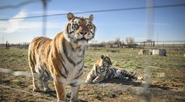 6 ενδιαφέρουσες σειρές ντοκιμαντέρ του Netflix σε ένα επικό trailer