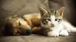 Πώς θα βοηθήσεις το κατοικίδιό σου να ζήσει ως τα βαθιά γεράματα