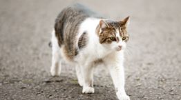 Larry, ο viral γάτος της Downing Street σε νέες περιπέτειες