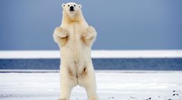 Γιατί οι πολικές αρκούδες κατέβηκαν στη βόρεια ρωσική επαρχία