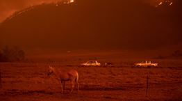 3 δισεκατομμύρια ζώα χάθηκαν στις πυρκαγιές της Αυστραλίας