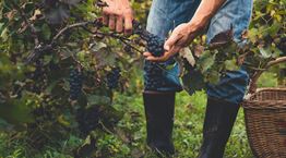 Η αναγέννηση του ελληνικού κρασιού