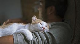 Κι όμως, το μυστικό της μακροζωίας βρίσκεται στη γάτα σου