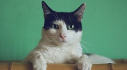 Τι δεν πρέπει να κάνεις ποτέ στη γάτα σου