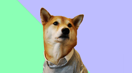 Influencers αλλά με 4 πόδια