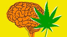 Κι αν η χρήση κάνναβης αλλάζει το DNA μας;