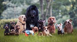 Αυτή είναι η πιο έξυπνη ράτσα σκύλου