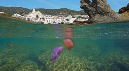 Μωβ μέδουσες: Ο χάρτης με τις πιο επικίνδυνες παραλίες