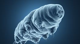 Ενα μόνο ζώο θα επιζήσει ακόμα και στο τέλος του κόσμου