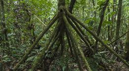 Δηλαδή αυτός ο φοίνικας μπορεί να περπατήσει;