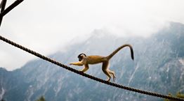 Γιατί οι άνθρωποι δεν έχουν ουρά