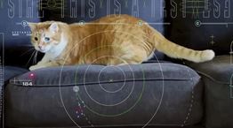 Η NASA μετέδωσε βίντεο μίας γάτας από το διάστημα