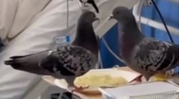 Περιστέρια τρώνε το φαγητό ασθενούς σε νοσοκομείο (video)