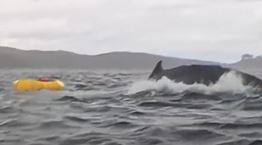 Φάλαινα κατάπιε άνθρωπο σε καγιάκ και το έχουμε σε βίντεο