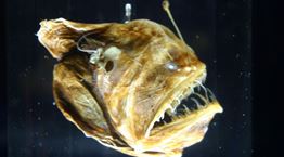 O "μαύρος διάβολος" βγήκε στην επιφάνεια και υπάρχει video