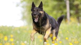 Τι πρέπει να κάνεις αν σε πλησιάσει επιθετικός σκύλος