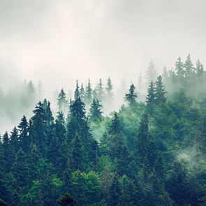 Ένα στα τρία είδη δέντρων της Γης κινδυνεύει με εξαφάνιση