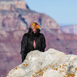 Στις ΗΠΑ ξεκίνησαν να εμβολιάζουν πουλιά. Αλλά γιατί