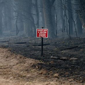 Τα δέντρα του πλανήτη κάνουν ό,τι μπορούν