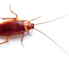 Τι συμβαίνει και αυξάνονται οι κατσαρίδες στην Αθήνα