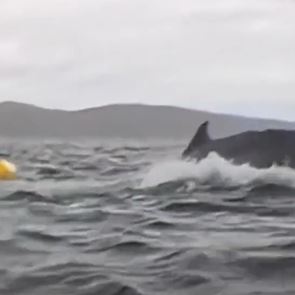 Φάλαινα κατάπιε άνθρωπο σε καγιάκ και το έχουμε σε βίντεο