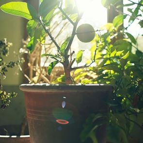 Τα φυτά στρεσάρονται, και δεν κάνουμε πλάκα
