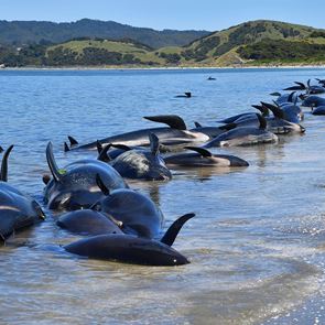 380 φάλαινες παγιδεύτηκαν στα ρηχά και πέθαναν στην Αυστραλία