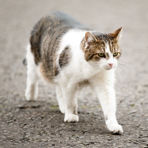 Larry, ο viral γάτος της Downing Street σε νέες περιπέτειες