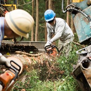 Τα δάση της &lt;em>Ευρώπης&lt;/em> εξαφανίζονται με ταχύτατους ρυθμούς