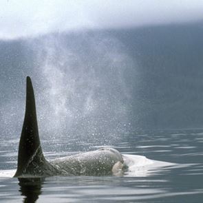 Αυτά τα ζώα καταστρέφουν σκάφη αναψυχή- και δεν είναι καρχαρίες