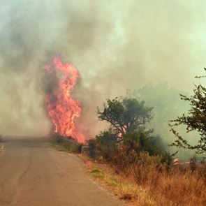 Πώς μπορείς να βοηθήσεις πυρόπληκτους ανθρώπους και ζώα