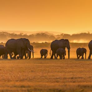 Από ό,τι φαίνεται, καταφέραμε να κάνουμε και τους ελέφαντες είδος υπό εξαφάνιση