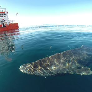 Ο καρχαρίας των 400 ετών