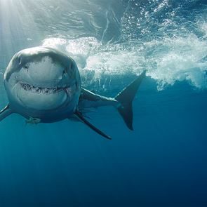 Οι επιθέσεις καρχαριών αυξάνονται