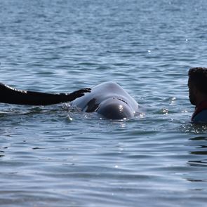 Όσα γνωρίζουμε για το ζιφιό, το σπάνιο είδος φάλαινας που εντοπίστηκε στον Άλιμο