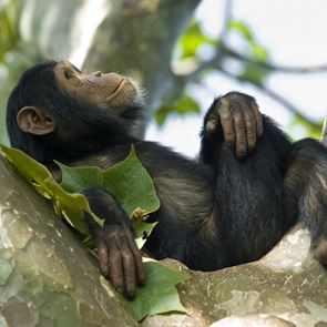 Πίθηκοι χρησιμοποιούν sex toys- εκπλήσσεται κανείς