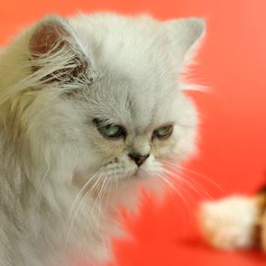 Ο γάτος που γύρισε από το κρύο, 5 χρόνια μετά την εξαφάνισή