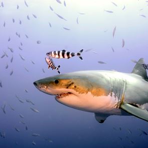 Τι συνέβη και ένα μεγάλο γκρουπ λευκών καρχαριών συγκεντρώθηκε στην Φλόριντα