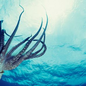 Ένα πρωτότυπο debate για τα χταπόδια