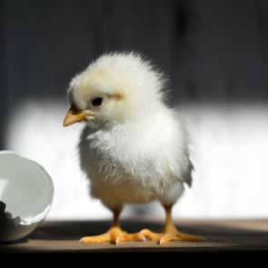 Τελικά η κότα έκανε το αυγό-η επιστημονική εξήγηση