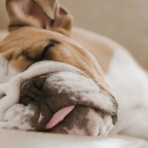 8 ράτσες σκύλων που λατρεύουν τον ύπνο