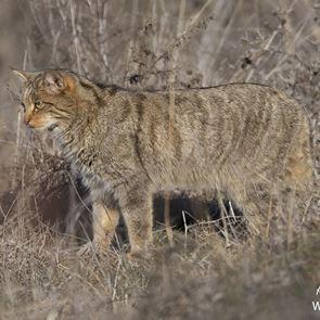 Σπάνια αγριόγατα εμφανίστηκε στην λίμνη Κερκίνη (εικόνες