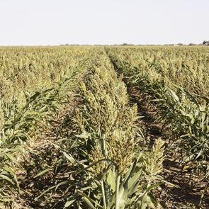 Οι προμήθειες του πλανήτη τελειώνουν και όλοι γνωρίζουμε ποιος φταίει