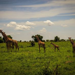 Τι μαθαίνεις κάνοντας φωτογραφικό σαφάρι στην Αφρική και μερικές υπέροχες εικόνες