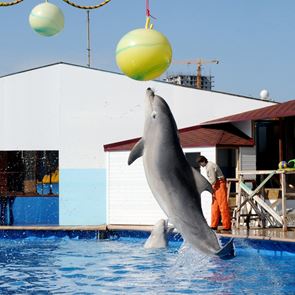 Ειδικά εκπαιδευμένα δελφίνια στον πόλεμο της Ουκρανίας