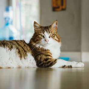 &lt;em>Ιάπωνες&lt;/em> έφτιαξαν εφαρμογή που εντοπίζει αν πονάει μία γάτα