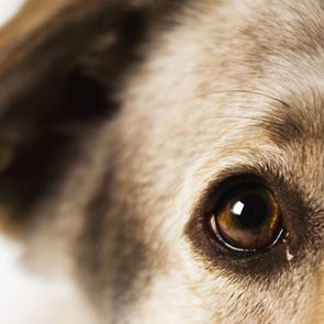 Μιλάνε τελικά τη γλώσσα μας οι σκύλοι