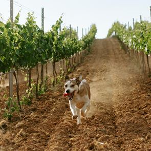 Απόδραση στις οινικές διαδρομές της Μαντινείας