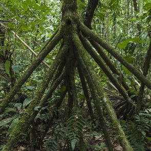 Δηλαδή αυτός ο φοίνικας μπορεί να περπατήσει