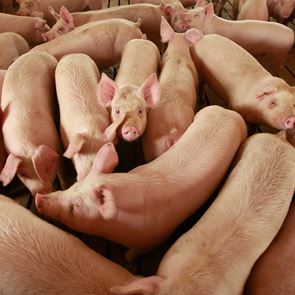 Στέλεχος της γρίπης των χοίρων μπορεί να προκαλέσει νέα &lt;em>πανδημία&lt;/em>